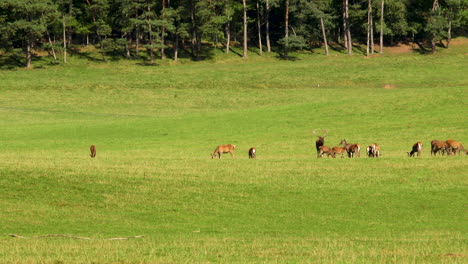 Hirsche-Zur-Paarungszeit-In-Den-Belgischen-Ardennen