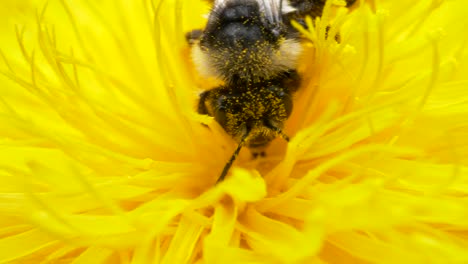 bee working and collecting pollen on beautiful flower of dandelion