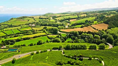 Lush-green-fields-and-tea-plantations-in-Cha-Gorreana,-Azores,-Portugal-on-a-sunny-day