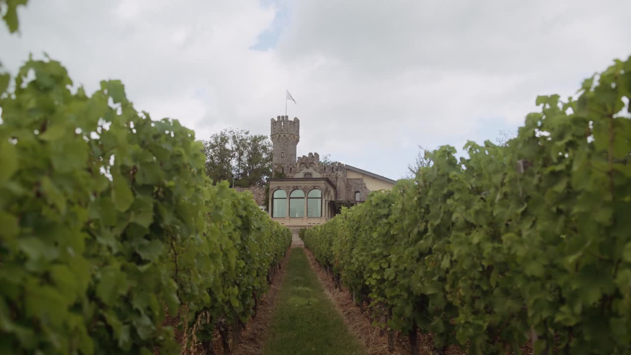 Alley of vines in vineyard leading to luxury winery estate