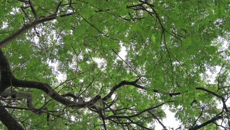 rain tree, samanea saman large tree with green leaves covered in tropical rainforest