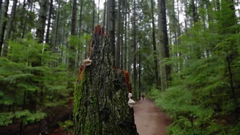noroeste pacífico, vancouver, columbia británica, bosque, árboles, naturaleza, plantas, hojas, raíces