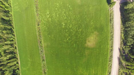 Impresionante-Video-De-Dron-Descendente-De-Un-Campo-De-Centeno-Ondulado-En-Un-Día-Ventoso