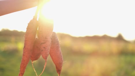freshly harvested carrots held in hand with sunlight