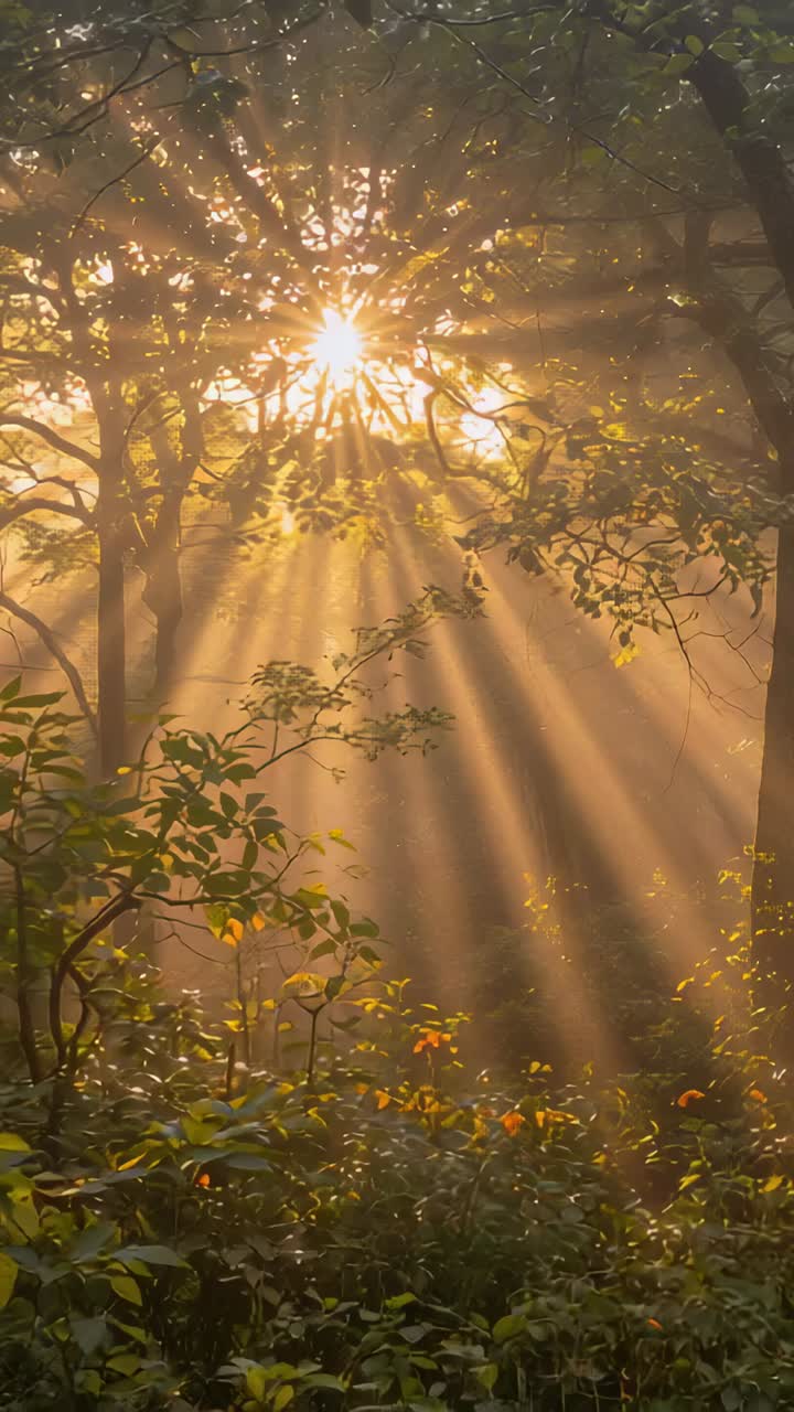 Vídeo vertical: sol transmitindo raios dourados através da névoa no topo das árvores, iluminando as flores na floresta