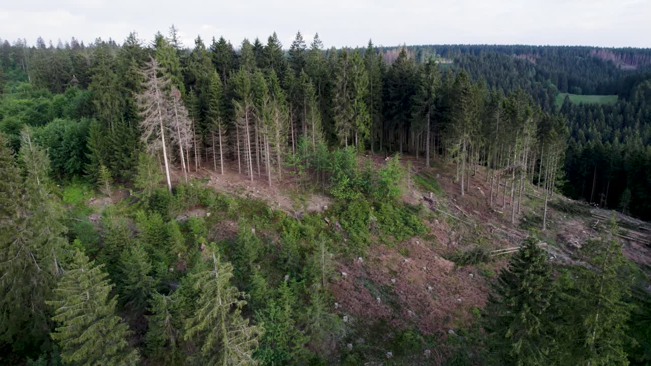 Skadad skog med döda träd.