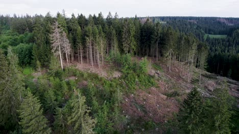 Bosque-De-árboles-Muertos-Dañados