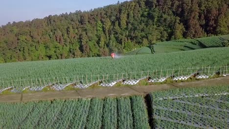 Aerial-view-of-farmer-work-on-the-scallion-plantation,-Indonesia