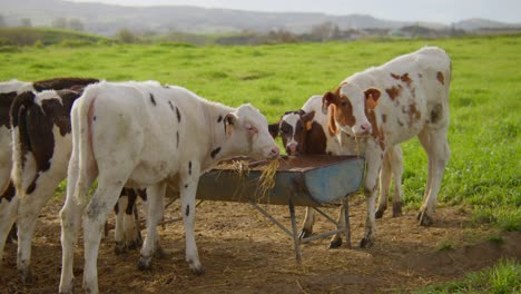 very young calfs cows eat some hay while staring at the camera, very sunny day and some mountains on the background