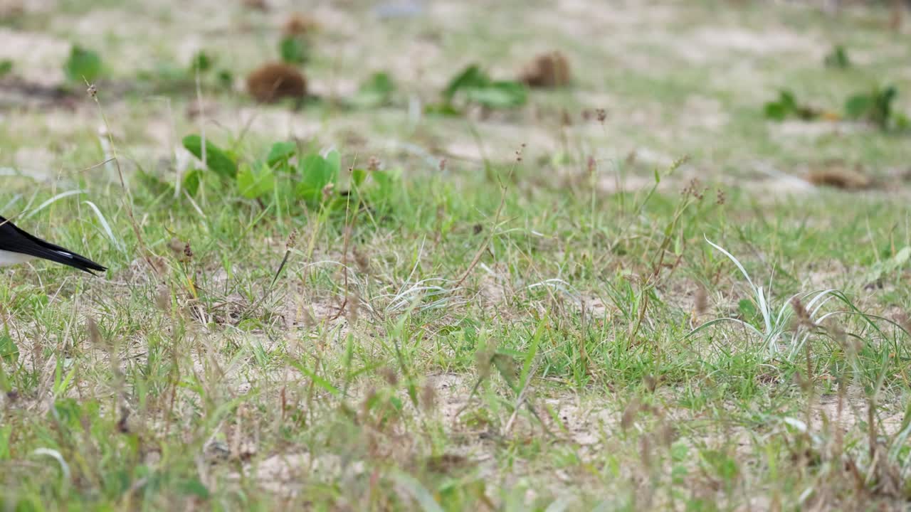 A magpie walks across a grassy field under natural daylight, showcasing its distinctive black and white plumage