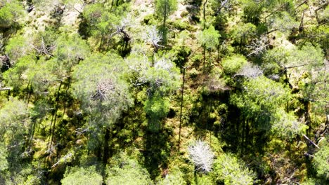 treetops of forest near cabins on a sunny summer day