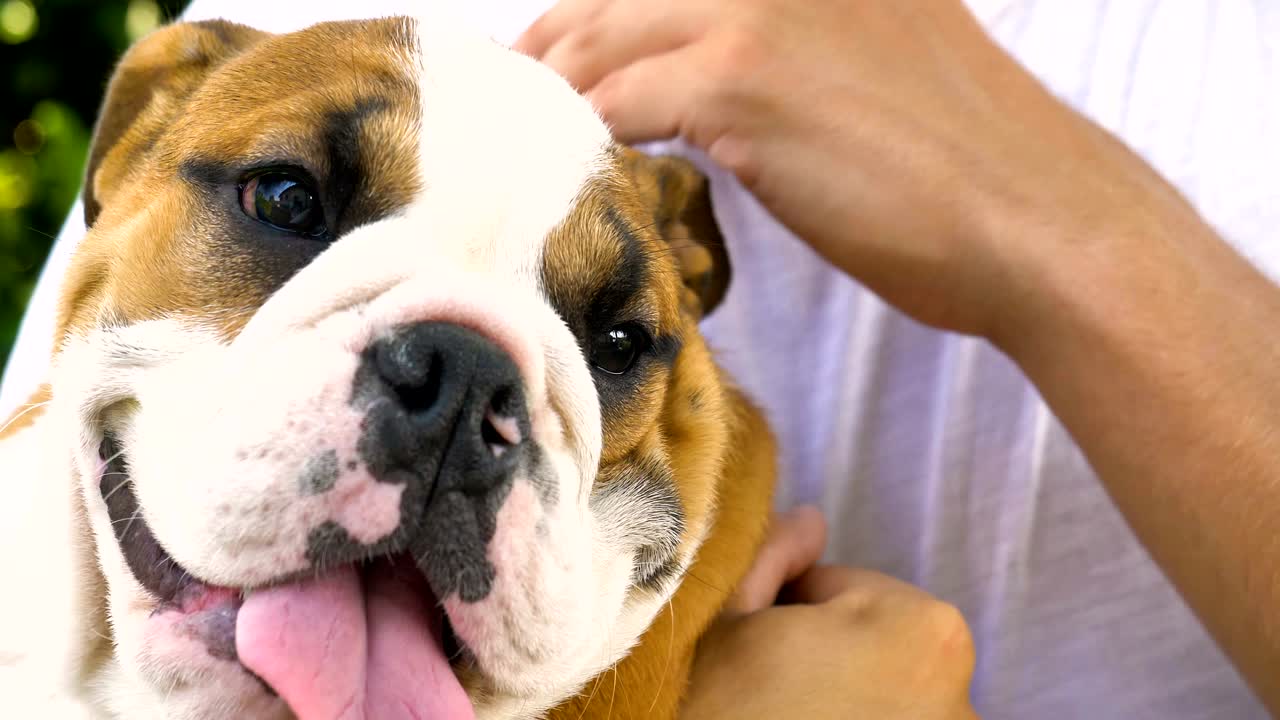 아름다운 색 갈색 영어 불도그, 풀 위에 앉아있는 아름다운 얼굴, 자연 배경, 개념: 패러디스트 개, 좋아하는 동물, 진정한 친구, 개의 혈통, 친구의 개, 작은 양털.