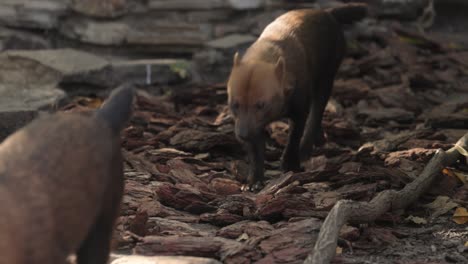 dos perros rojos en el zoológico