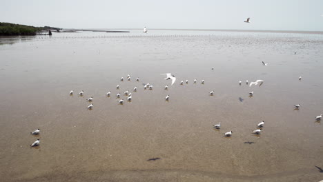 diferentes especies de gaviotas migratorias están vadeando y buscando algo de comida en las aguas fangosas de bangpoo, una zona costera ubicada cerca de bangkok, en tailandia.