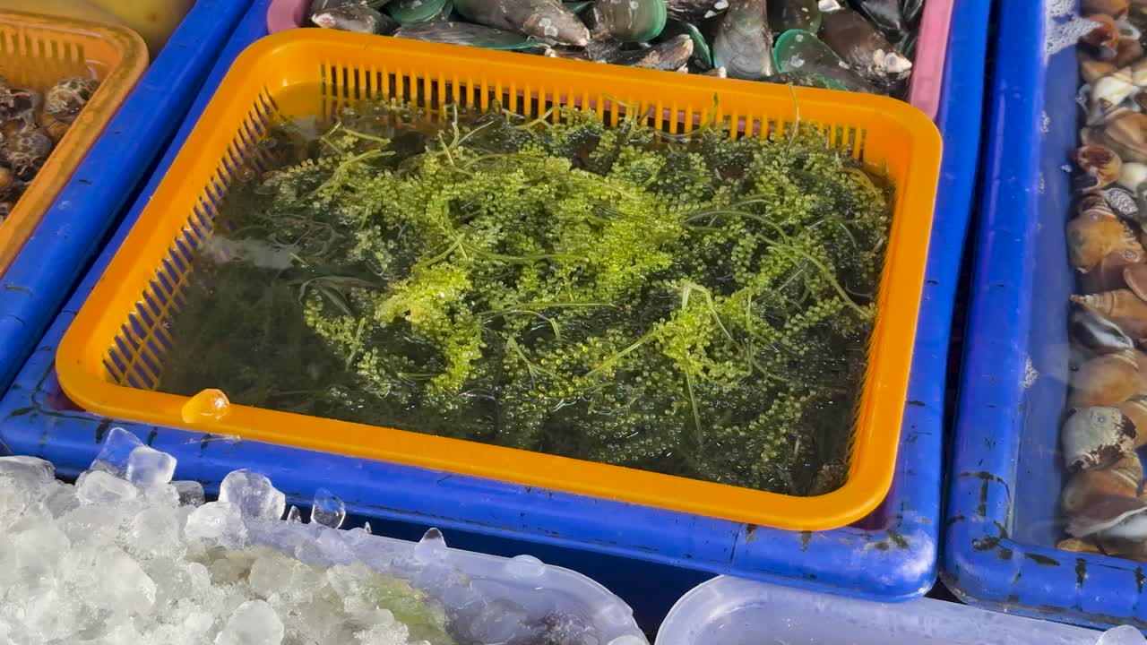 Green sea grapes in orange basket, displayed on ice at outdoor seafood market, natural lighting