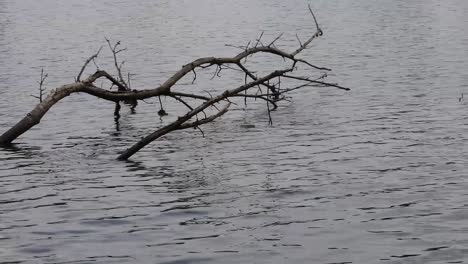 Trockene-Zweige-Schwimmen-Auf-Dem-See