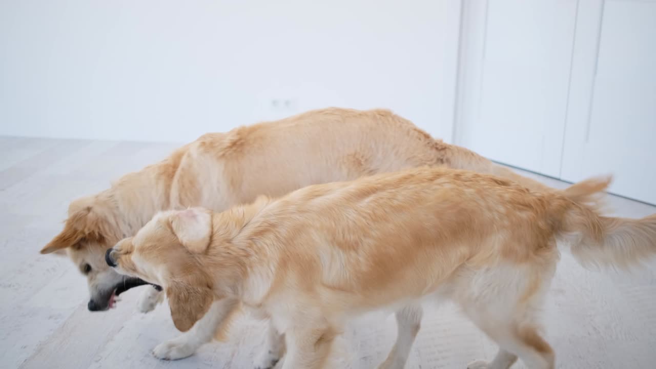 골든 리트리버가 집에서 놀고 있습니다.