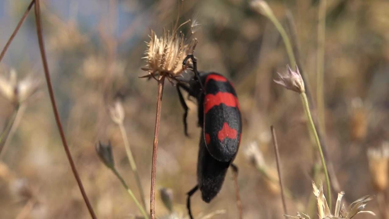 Coléoptère méloé noir et rouge rampant sur une tige de plante sèche
