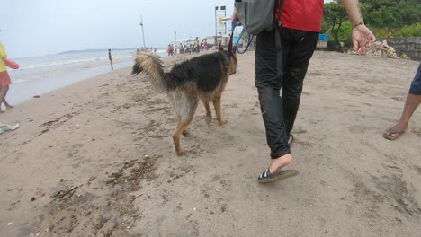 perro pastor alemán caminando con su amo por la playa