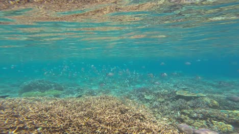 a shallow underwater seascape with a coral reef, various corals, and colorful fish