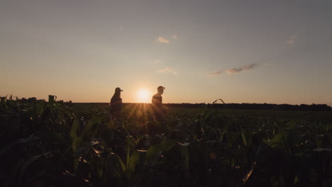 Two-farmers-walking-through-a-corn-field-at-sunset