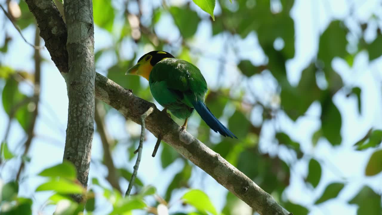 Green Bird Perched on a Branch