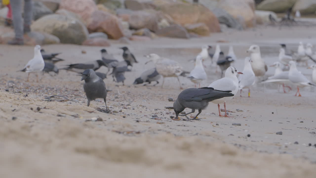 rebaño de gaviotas de cabeza negra y cuervos encapuchados en la playa de redlowo en gdynia forrajeando en la orilla, caminando en cámara lenta