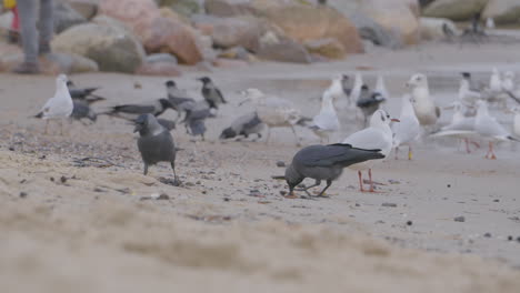 flock black-headed gulls and hooded crows at redlowo beach in gdynia foraging on the shore, walking in slow motion