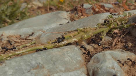 beautiful macro shot of a colony of ants carry seeds, leaves and grass to the anthill