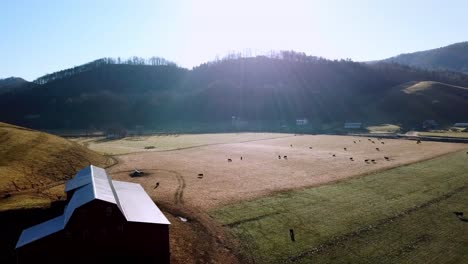 aerial-push-into-farm-field-and-cattle-in-the-mountains-near-boone-nc,-north-carolina