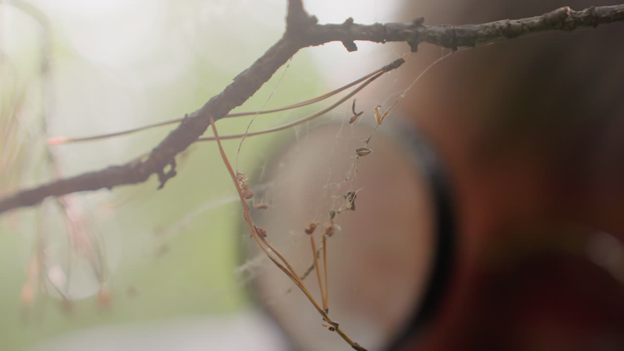Blurred view of young botany student using microscope to observe fragile spider webs in forest, focusing on delicate cobweb threads entangled on branches under natural sunlight