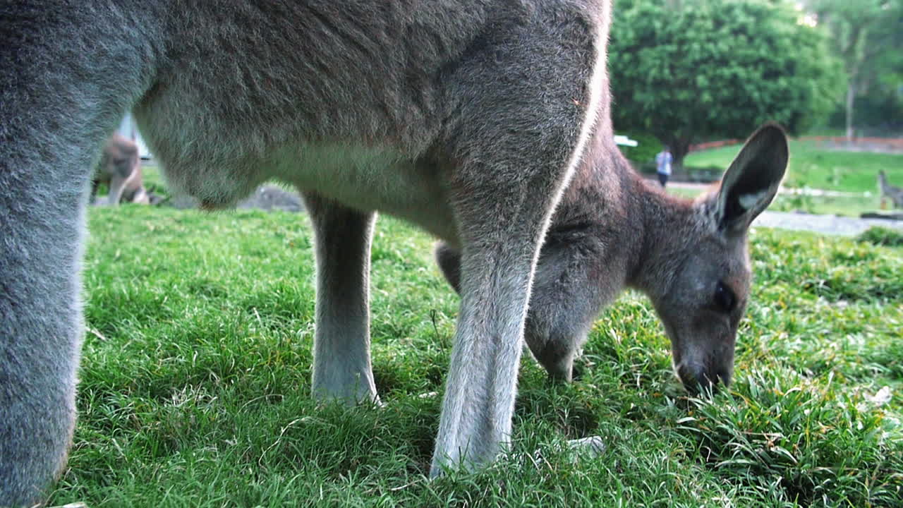canguro comiendo en el campo de hierba rodeado de árboles y variedad de plantas durante el día - primer plano