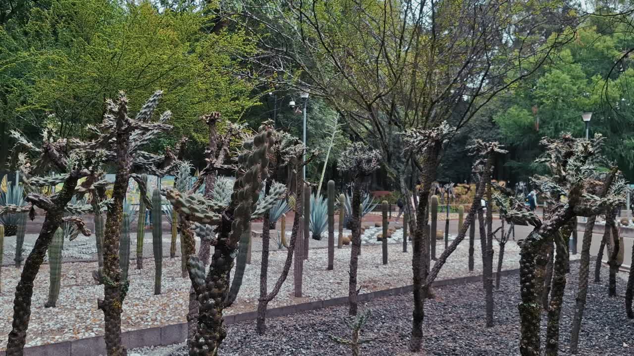 Various species of cacti and succulents grow in a landscaped garden area within a public park. Several people walk on nearby paths among the greenery