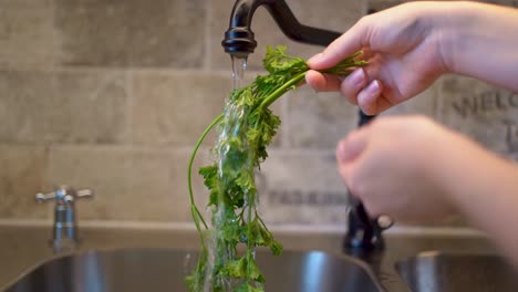 washing parsley videos