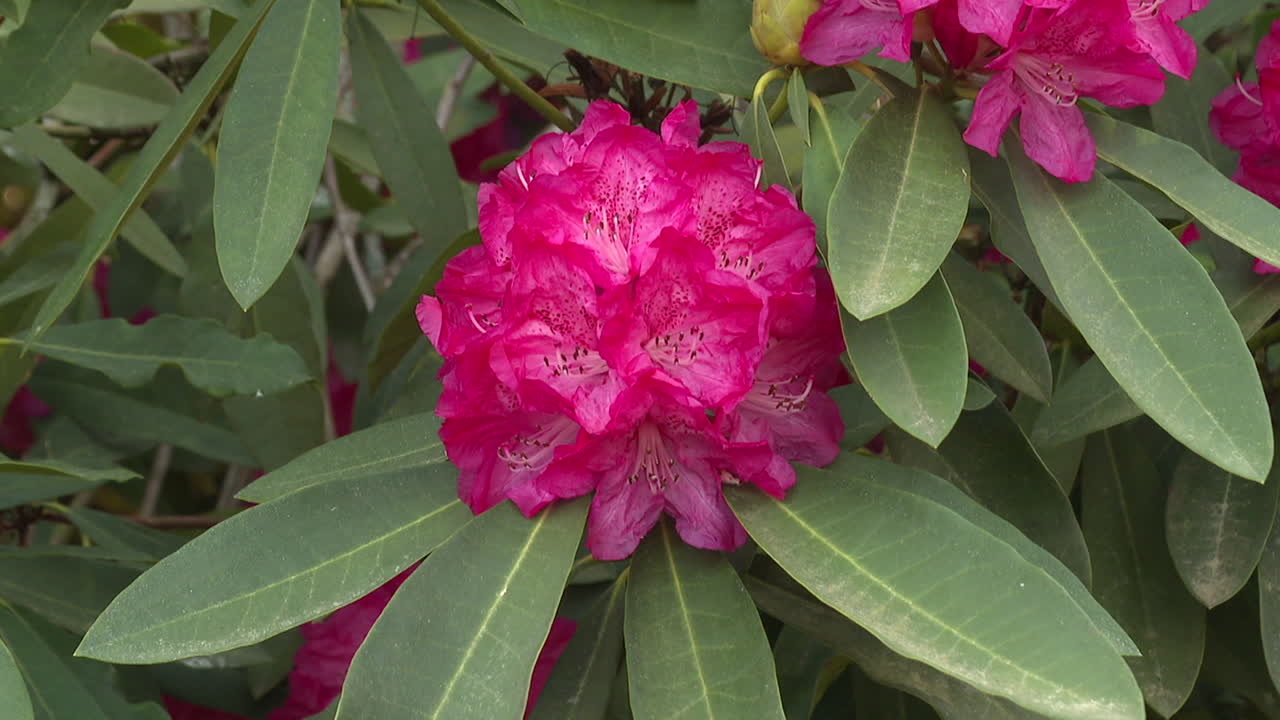 Beautiful Pink Rhododendron Blossoms