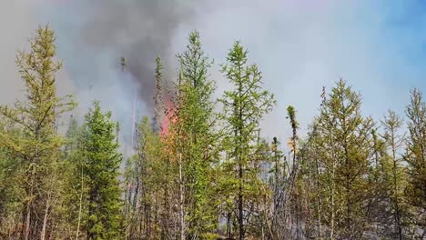 Trees-Burning-on-Fire-with-Thick-Billowing-Smoke-in-Wildfires-of-Alberta,-Canada