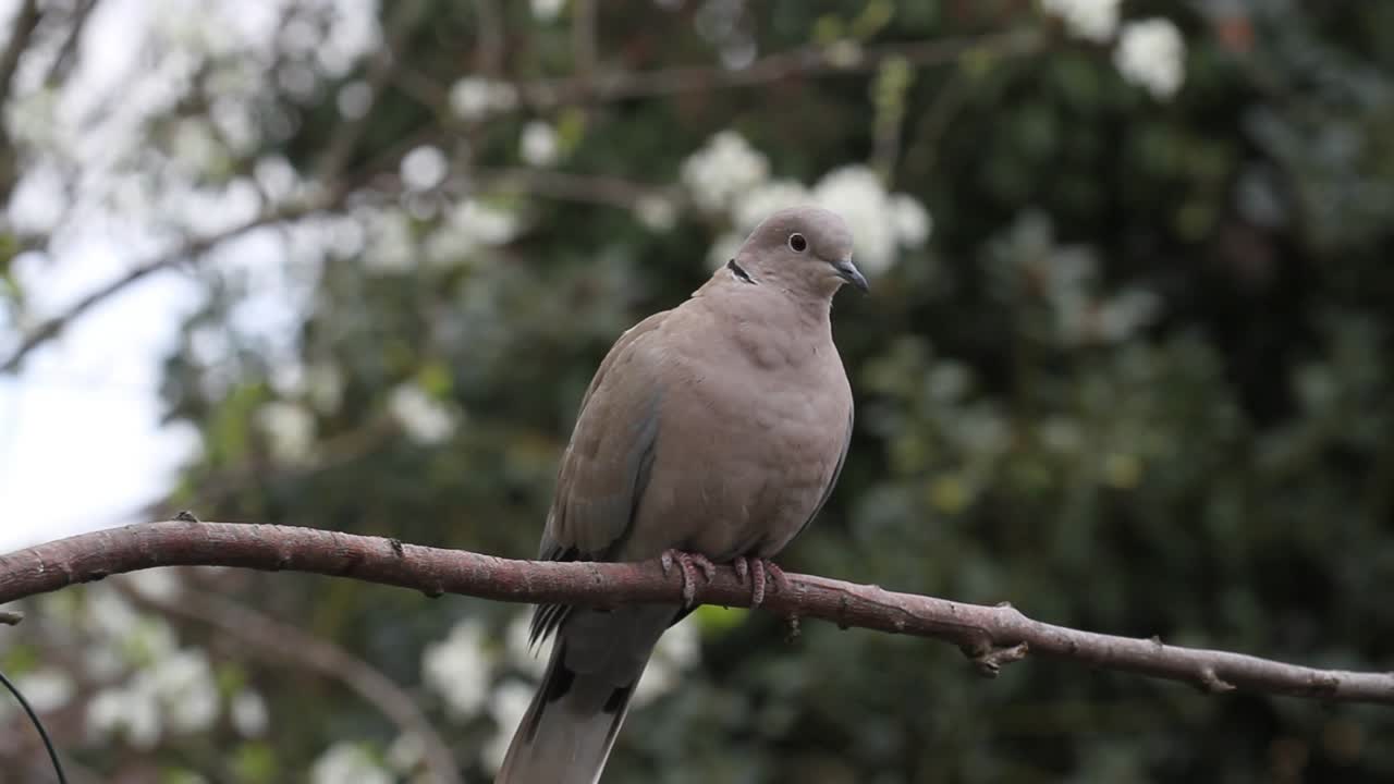 paloma de collar streptopelia decaocto en rama. islas británicas