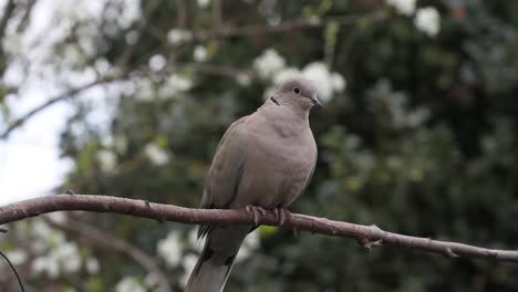 Paloma-De-Collar-Streptopelia-Decaocto-En-Rama.-Islas-Británicas