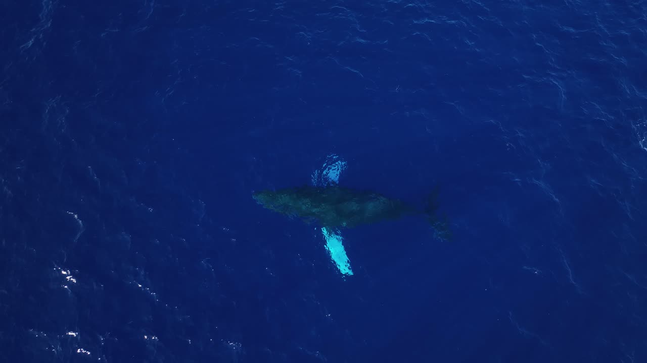 하얀 가슴지느러미가 있는 큰 혹등고래가 하와이 마우이 해안에서 아름다운 무지개 알로하를 내뿜고 있습니다.