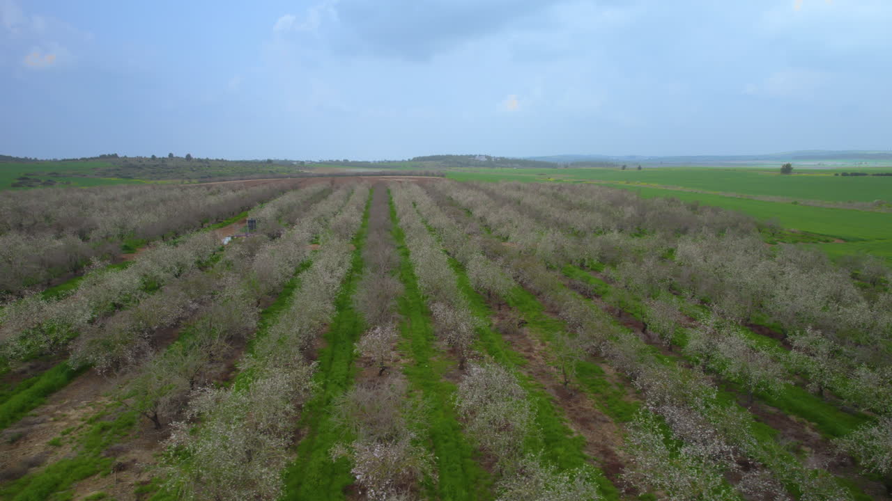 медленный скольжение в выстреле вправо от полета над цветами миндального поля, медленное движение дрона