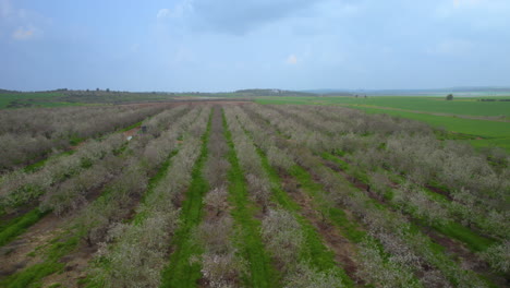 Slow-slide-in-shot-to-the-right-of-a-flight-over-the-blossoms-of-an-almond-field,-slow-drone-movement