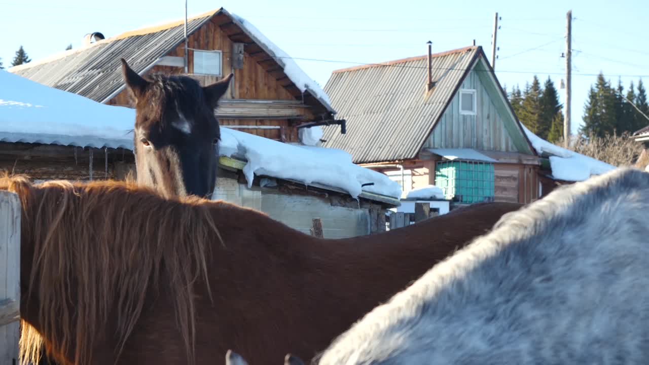 caballos en un paisaje rural nevado