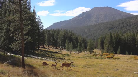 3 deer walking past camera in a meadow with mountains in background