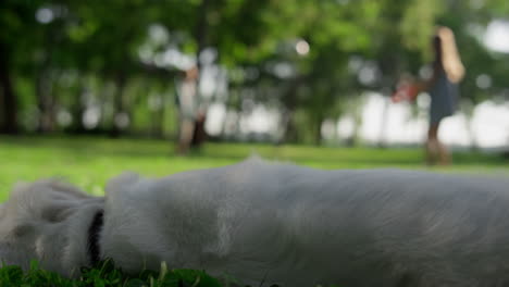 Golden-retriever-lying-in-park-shadow-closeup.-Happy-dog-leaving-field