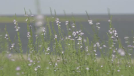 갤버스턴 해변의 24fps 일반 속도 영상