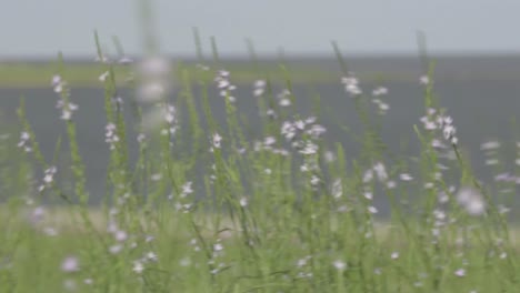 24fps normal speed footage in galveston beach