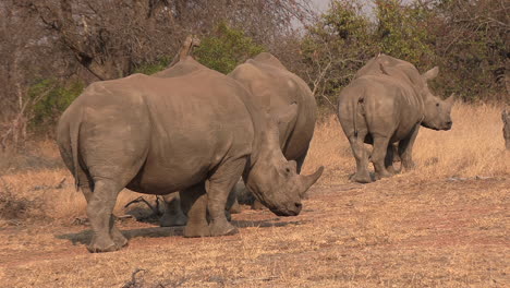 close up of southern white rhinos sunbathing together calmly