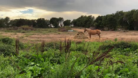 Scenic-view-of-beautiful-brown-horse-with-blond-mane-eating-hay-in-rural-landscape