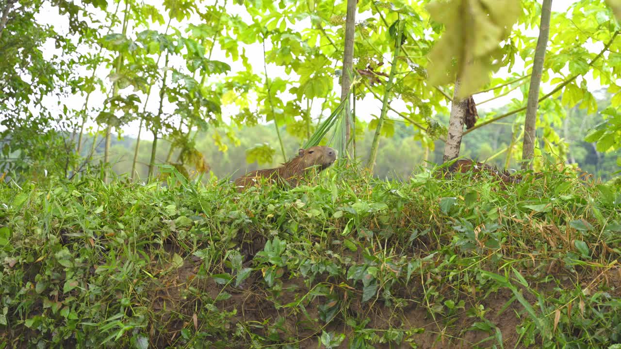 Capybara eating in a lush green environment in Tambopata, Peru
