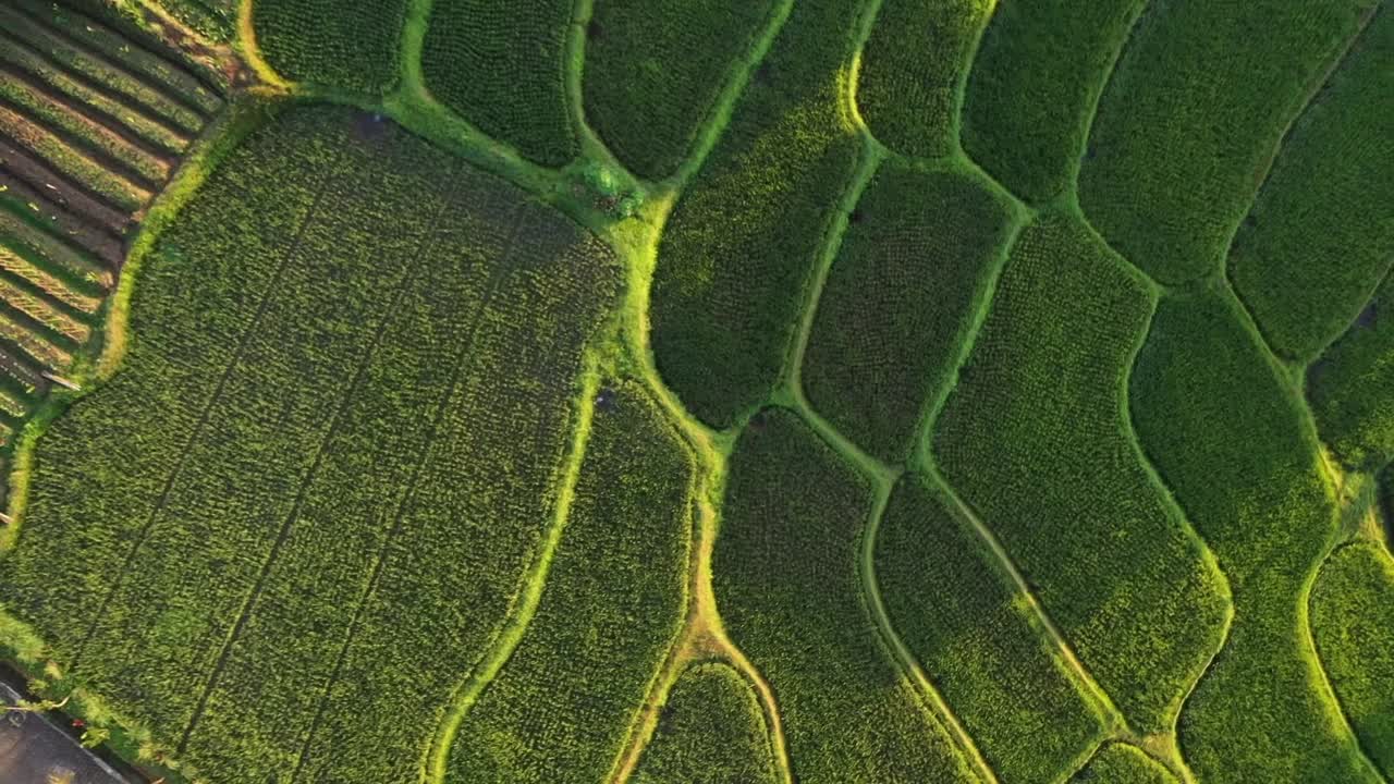 dramático video aéreo de terrazas de arroz con el reflejo del sol al atardecer en java, indonesia